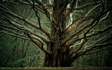 Картинка природа деревья дерево