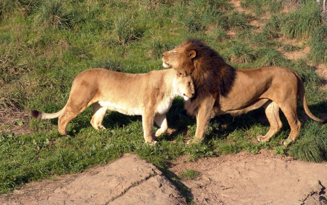 Обои картинки фото животные, львы, лев, львица