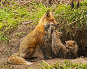 Картинка животные лисы нора детёныши малыши материнство лисята