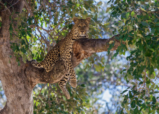 Картинка животные леопарды отдых кошка ветка дерево