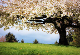 Картинка природа деревья цветение весна дерево