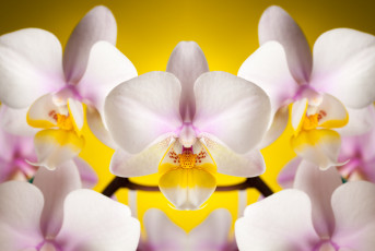 обоя цветы, орхидеи, лепестки