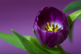 Картинка цветы тюльпаны макро лиловый
