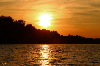 Картинка природа восходы закаты деревья пловец озеро