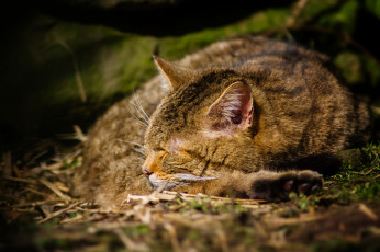 Картинка животные дикие кошки сон дикий