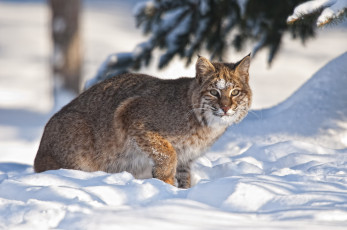 Картинка животные рыси кошка снег зима