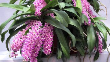 Картинка цветы орхидеи сиреневый