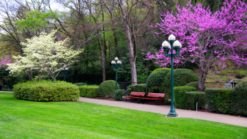 Картинка природа парк фонари скамейки аллея