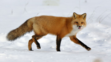 Картинка животные лисы рыжая снег