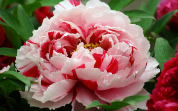Картинка цветы пионы розовый лепестки