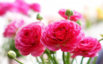 Картинка цветы ранункулюс азиатский лютик розовый
