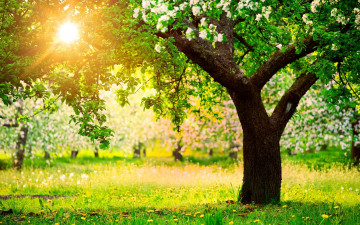 Картинка природа деревья весна яблоня сад солнечный день