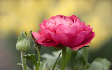 Картинка цветы ранункулюс азиатский лютик розовый