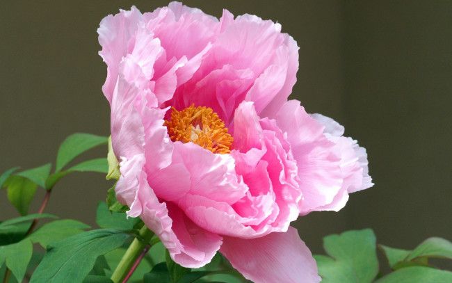 Обои картинки фото цветы, пионы, розовый, лепестки