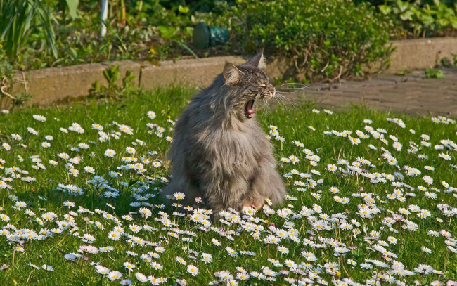 Обои картинки фото животные, коты, кот, ромашки, трава, зевает, пушистый, серый