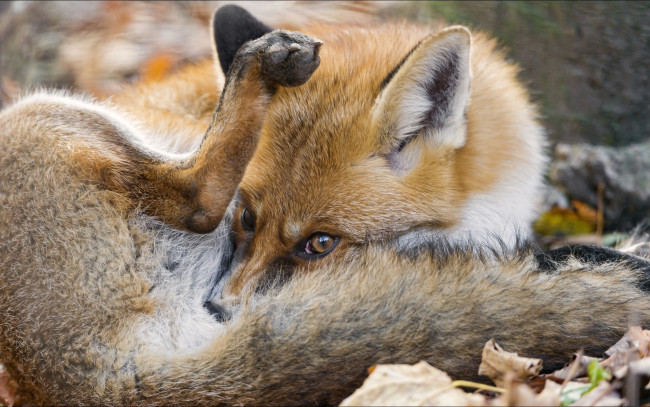 Обои картинки фото животные, лисы, лисица