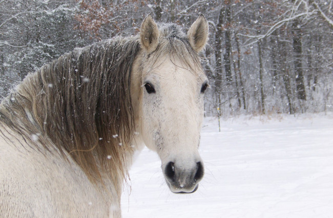 Обои картинки фото животные, лошади, лошадь, белый, морда, снег, конь