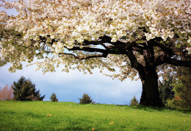 Обои картинки фото природа, деревья, цветение, весна, дерево