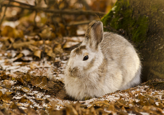 Обои картинки фото животные, кролики, зайцы, заяц, листья