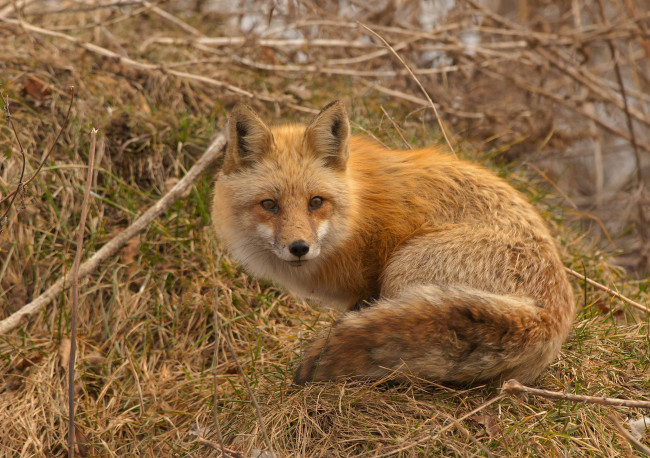 Обои картинки фото животные, лисы, рыжая