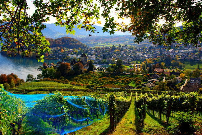 Обои картинки фото шпиц швейцария, города, - пейзажи, озеро, пейзаж, дома, швейцария, шпиц