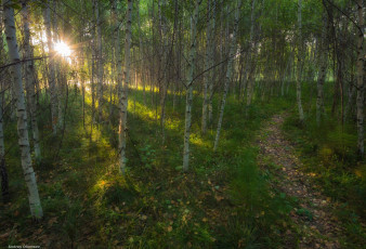 Картинка природа лес солнце березы