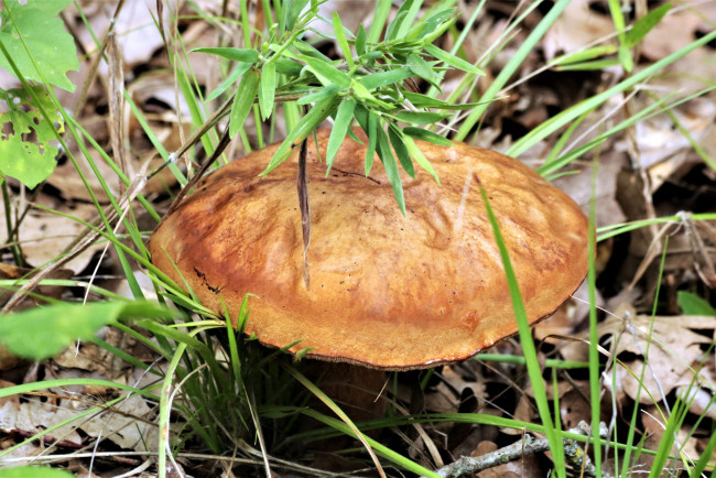 Обои картинки фото природа, грибы, листья, гриб, шляпка