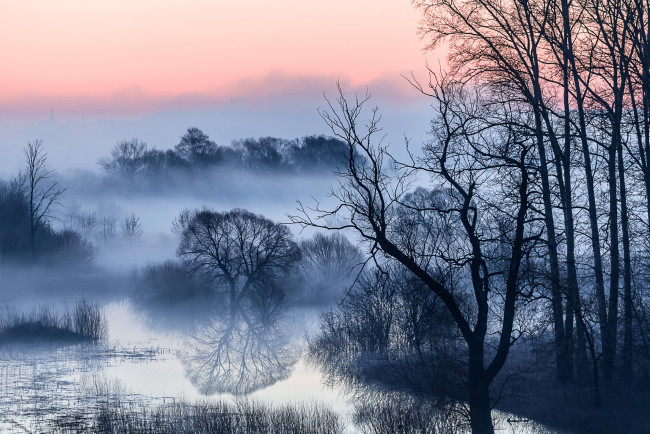 Обои картинки фото природа, реки, озера, деревья, ветки, туман