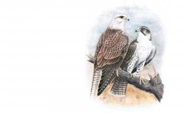 Картинка рисованное животные +птицы птицы пара соколы