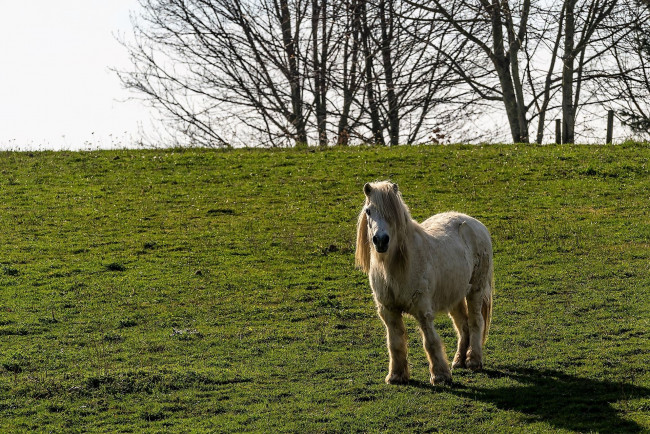 Обои картинки фото животные, лошади, пони, белый, луг