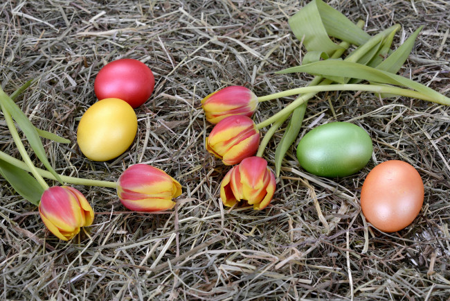 Обои картинки фото праздничные, пасха, яйца, гнездо, тюльпаны