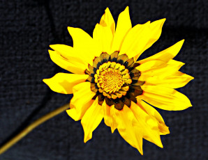 Картинка цветы газания желтый