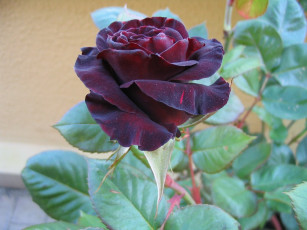 Картинка black baccara цветы розы
