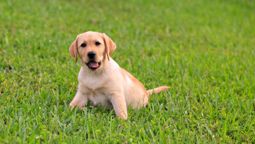Картинка животные собаки лужайка трава щенок