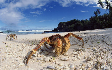 Картинка животные крабы раки клешни берег песок краб пляж