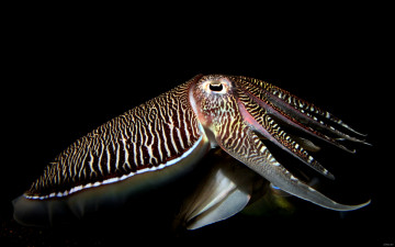 Картинка животные морская фауна море каракатица подводный мир