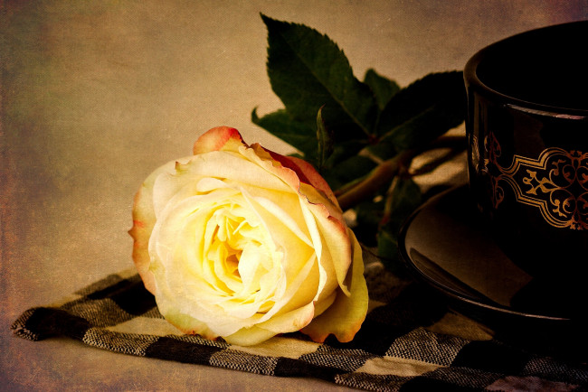 Обои картинки фото цветы, розы, чашка, винтаж, роза
