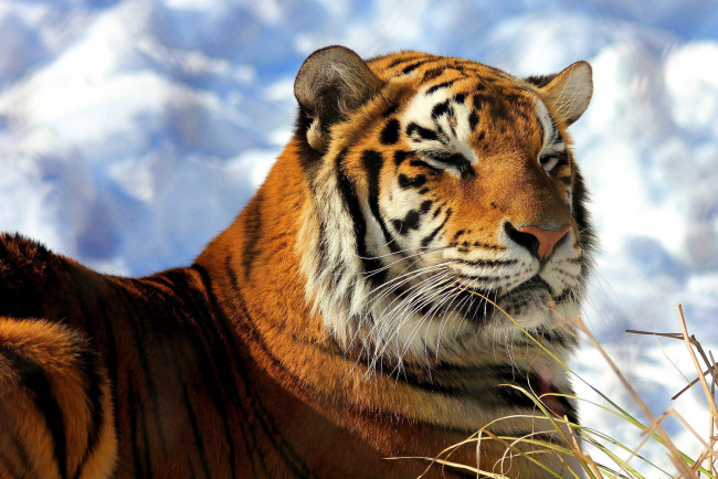 Обои картинки фото животные, тигры, лежит, довольный, морда, амурский, тигр