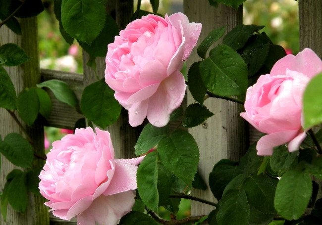 Обои картинки фото цветы, розы, забор, розовый, лепестки