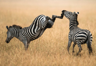Картинка животные зебры удар копыта