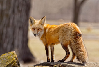 Картинка животные лисы хвост рыжая