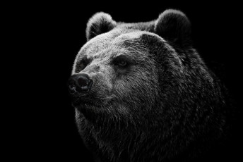 Картинка животные медведи портрет бурый