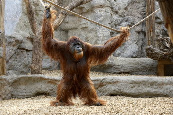 Картинка животные обезьяны орангутанг