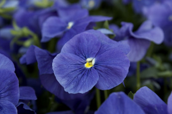 Картинка цветы анютины глазки садовые фиалки виола синий