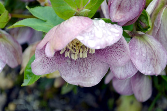 Картинка цветы геллеборус морозник капли