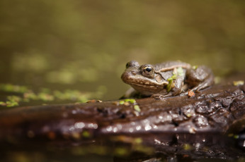 Картинка животные лягушки жаба