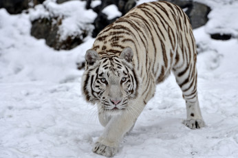 обоя животные, тигры, снег, хищник