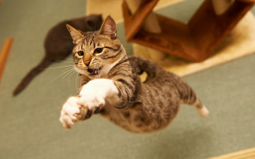 Картинка животные коты прыжок котэ