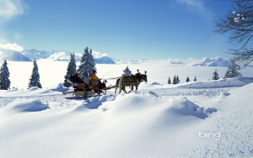 Картинка животные лошади снег сани