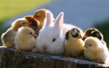 Картинка животные разные вместе цыплята кролик